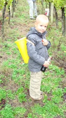Bratva (Grape Picking / Wine Making 2008)
